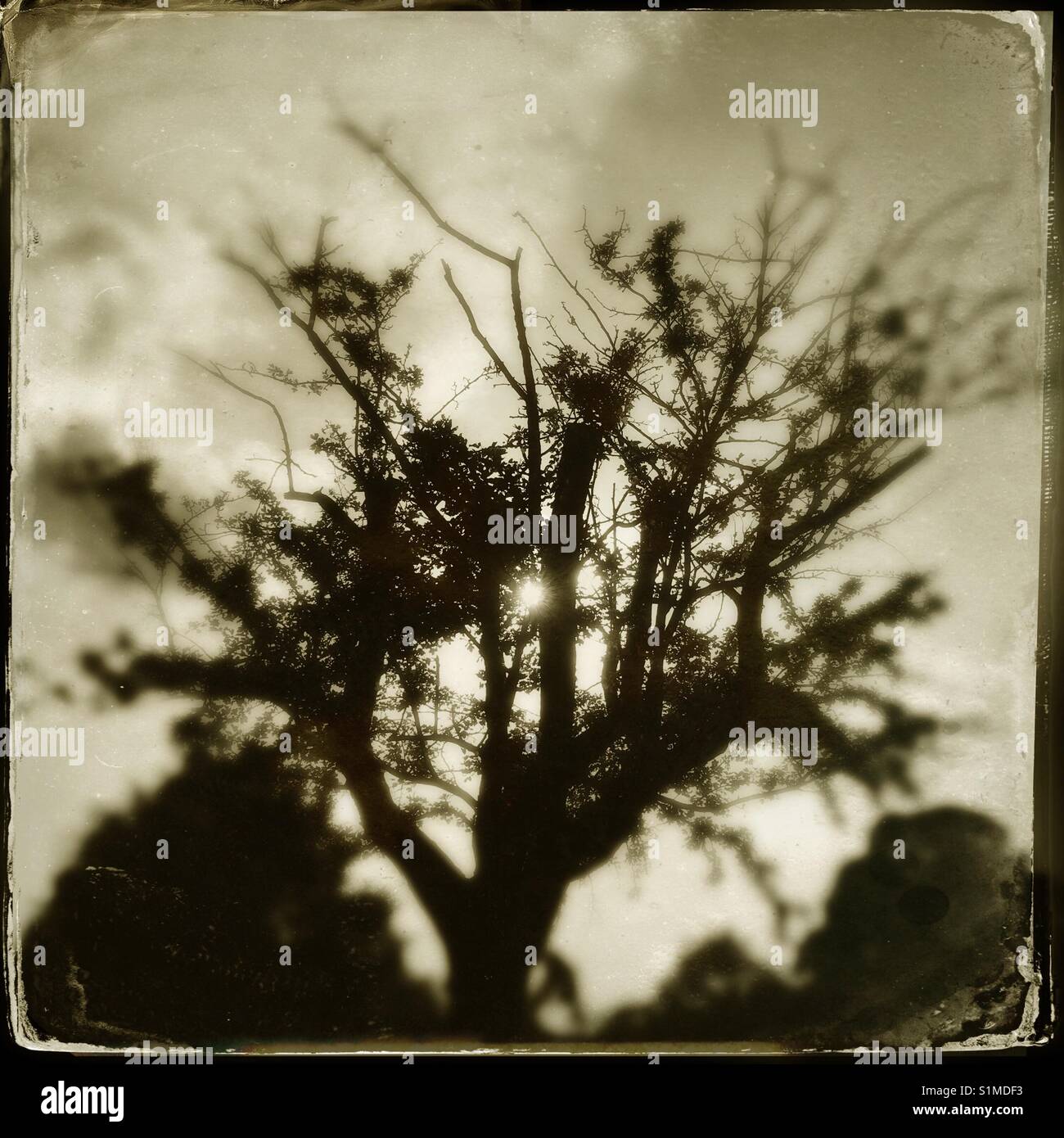 Silhouette di un albero a cura di dare ad essa un vintage collodio anche sapere come luogo umido fotografia - Immagine stock catturata con smartphone