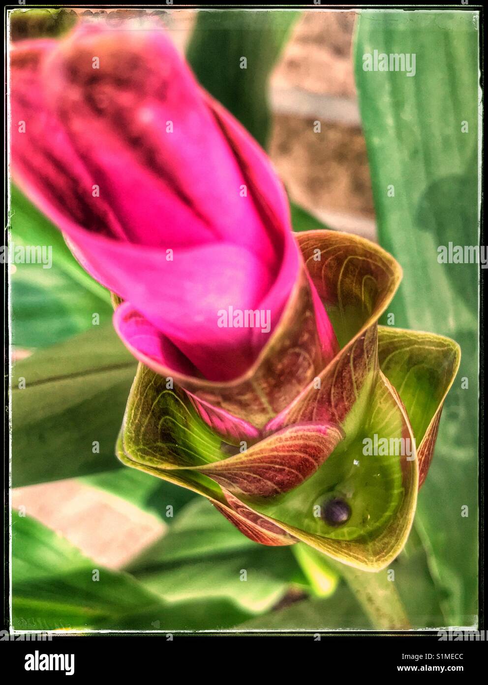 Curcuma hybrid fiore che sboccia - Immagine stock catturata con smartphone