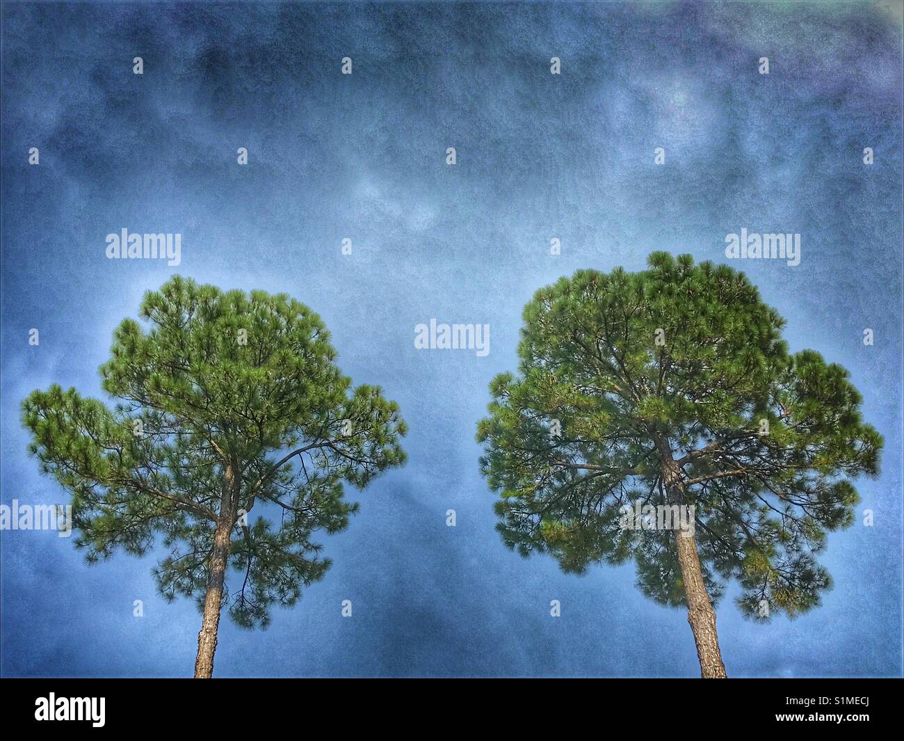 Due Pini contro blu cielo molto nuvoloso - Immagine stock catturata con smartphone