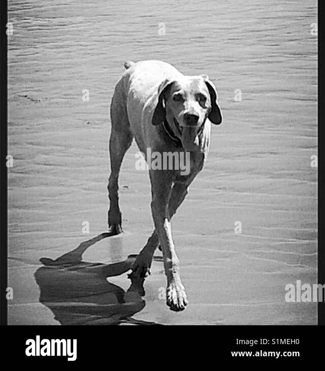 Bellissimo Weimaraner, grigio fantasma, cane, cucciolo, cane, scout il cane, il migliore amico dell'uomo, sole, sole, sole, caldo, Lake District, parco nazionale del Distretto dei Laghi, Spiaggia, Inghilterra, mare, mare kayak Foto Stock