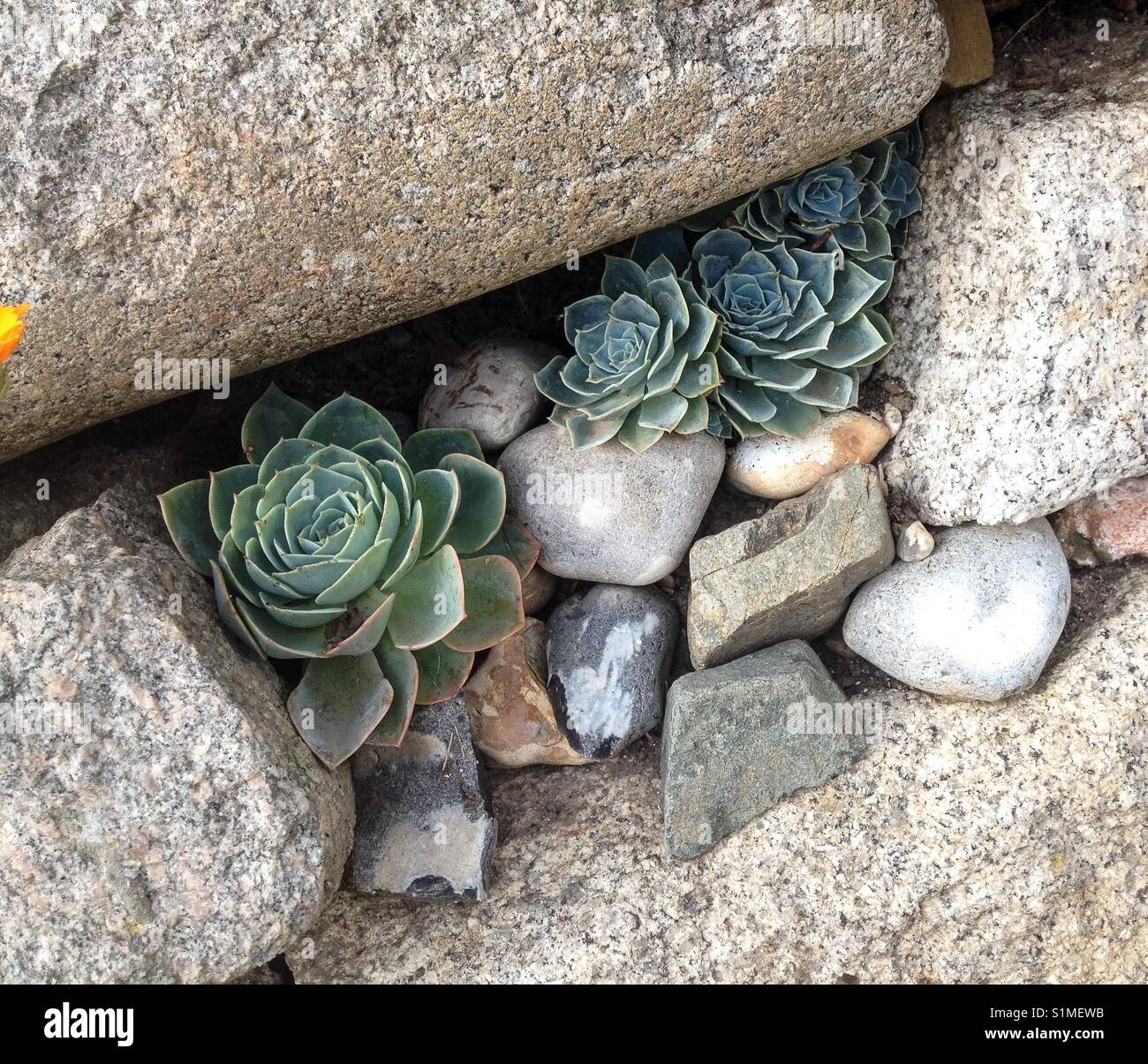 Le piante succulente in crescita in una parete bocchetta a lancia Foto Stock