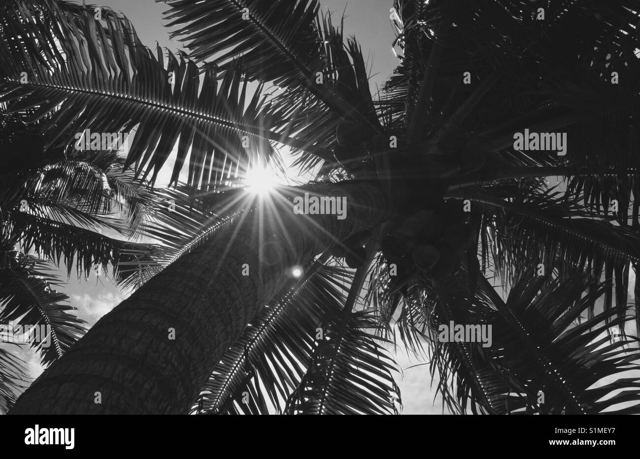 Alberi di palma in sun Foto Stock