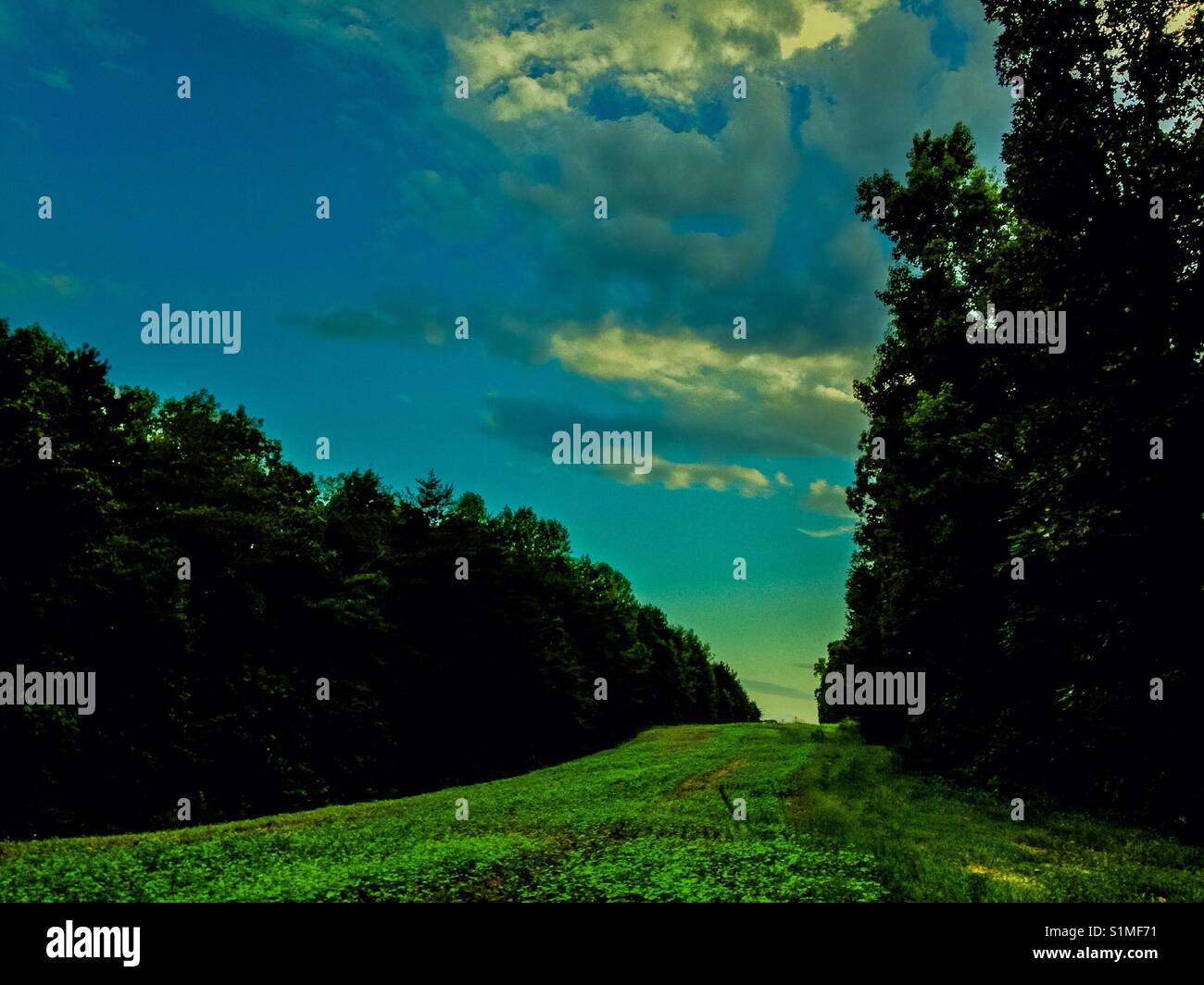 Skyscape vivaci e strisce campo alberato lungo la pipeline in Carolina del Nord Foto Stock