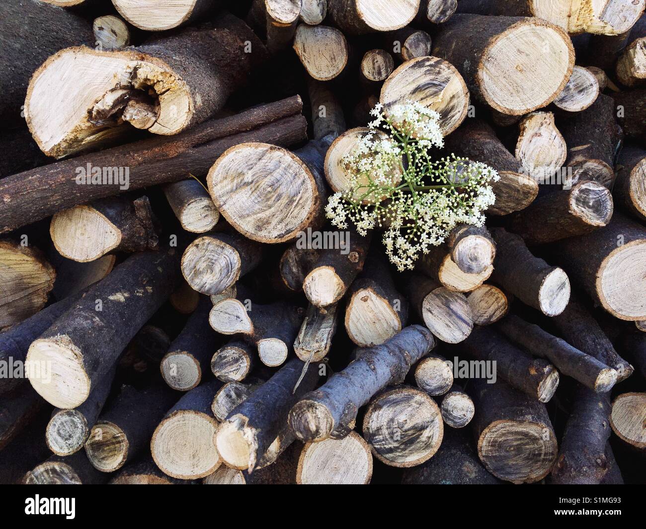 Fiori bianchi in pali di legno Foto Stock