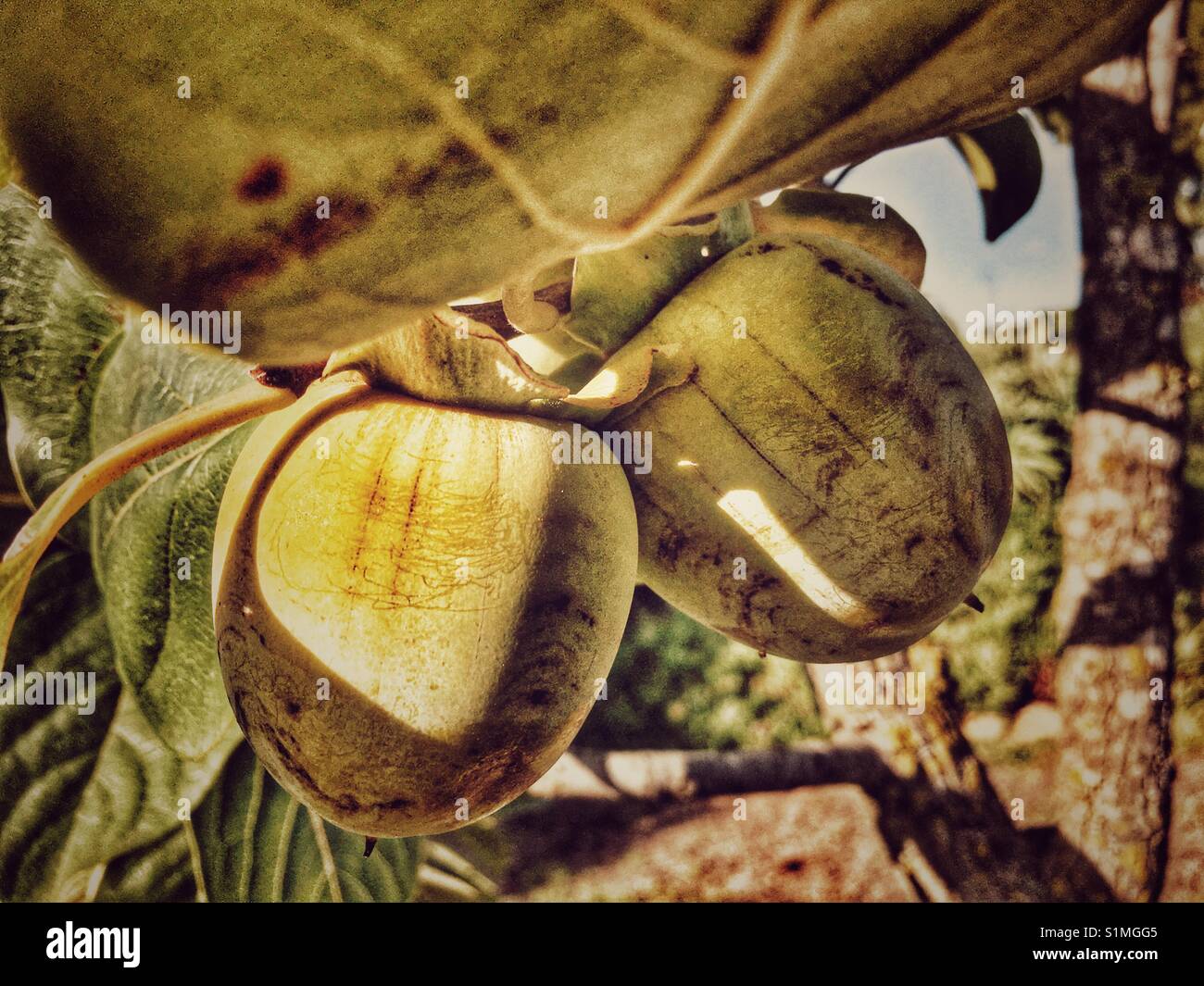Persimmons immaturo su albero - Immagine stock catturata con smartphone