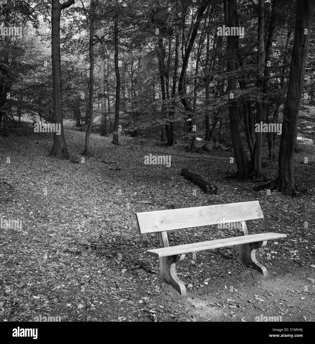 Lonely banco vuoto nei boschi. In bianco e nero Foto Stock
