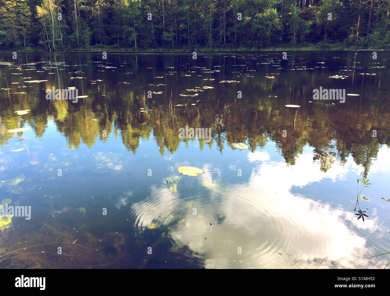 Un lago nella foresta con il cielo che riflette nell'acqua. Foto Stock