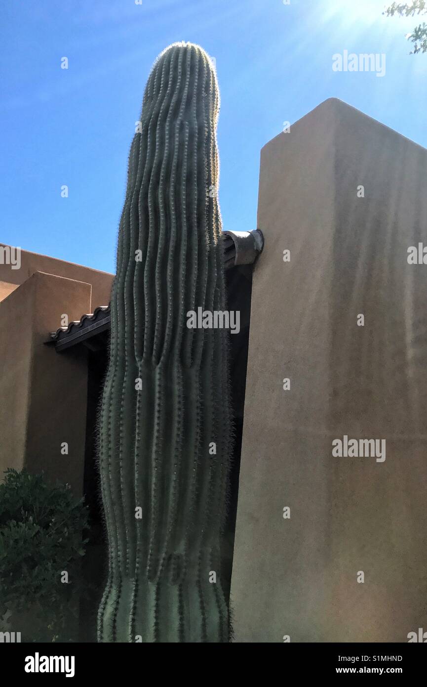 Tall Saguaro nella parte anteriore del southwestern edifici di stile Foto Stock