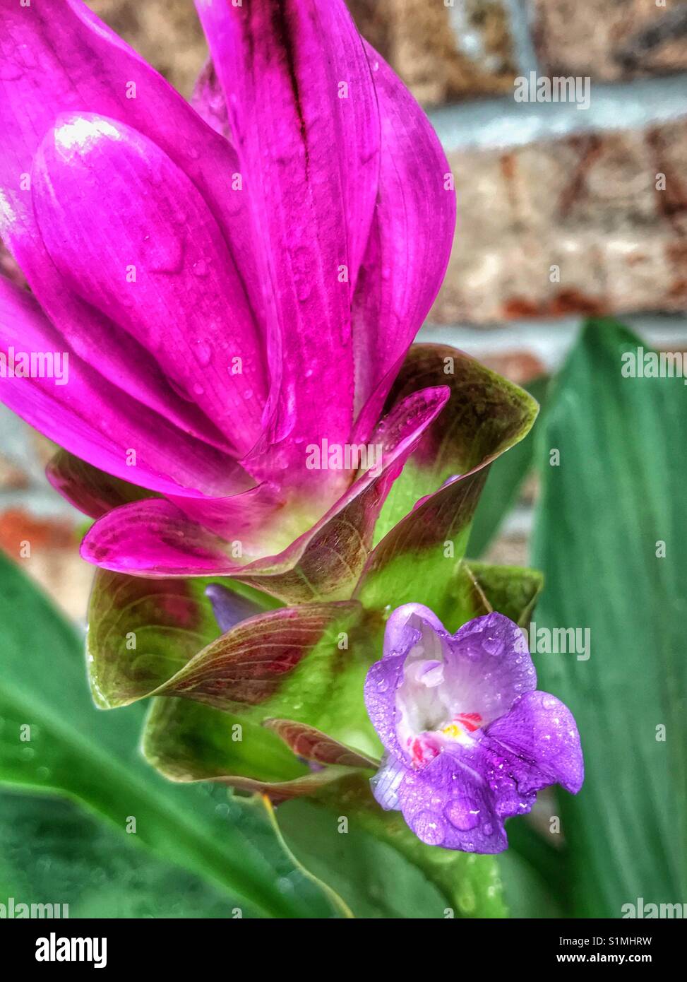 Curcuma hybrid bloom con gocce di pioggia - Immagine stock catturata con smartphone