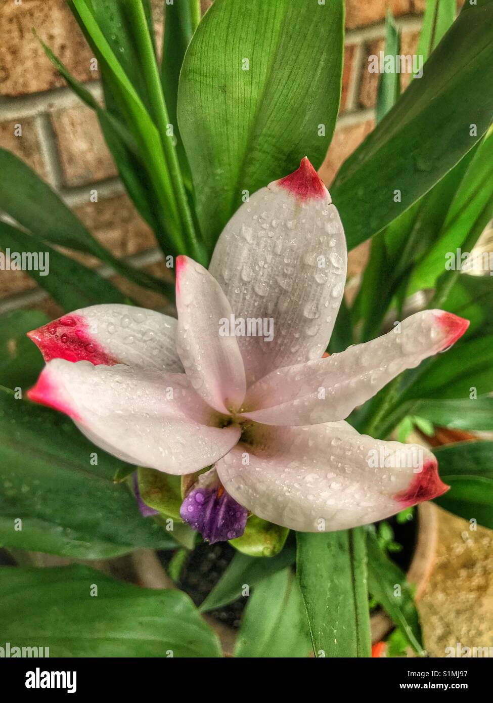 Curcuma pianta ibrida con pioggia-screziato fiore rosa - Immagine stock catturata con smartphone