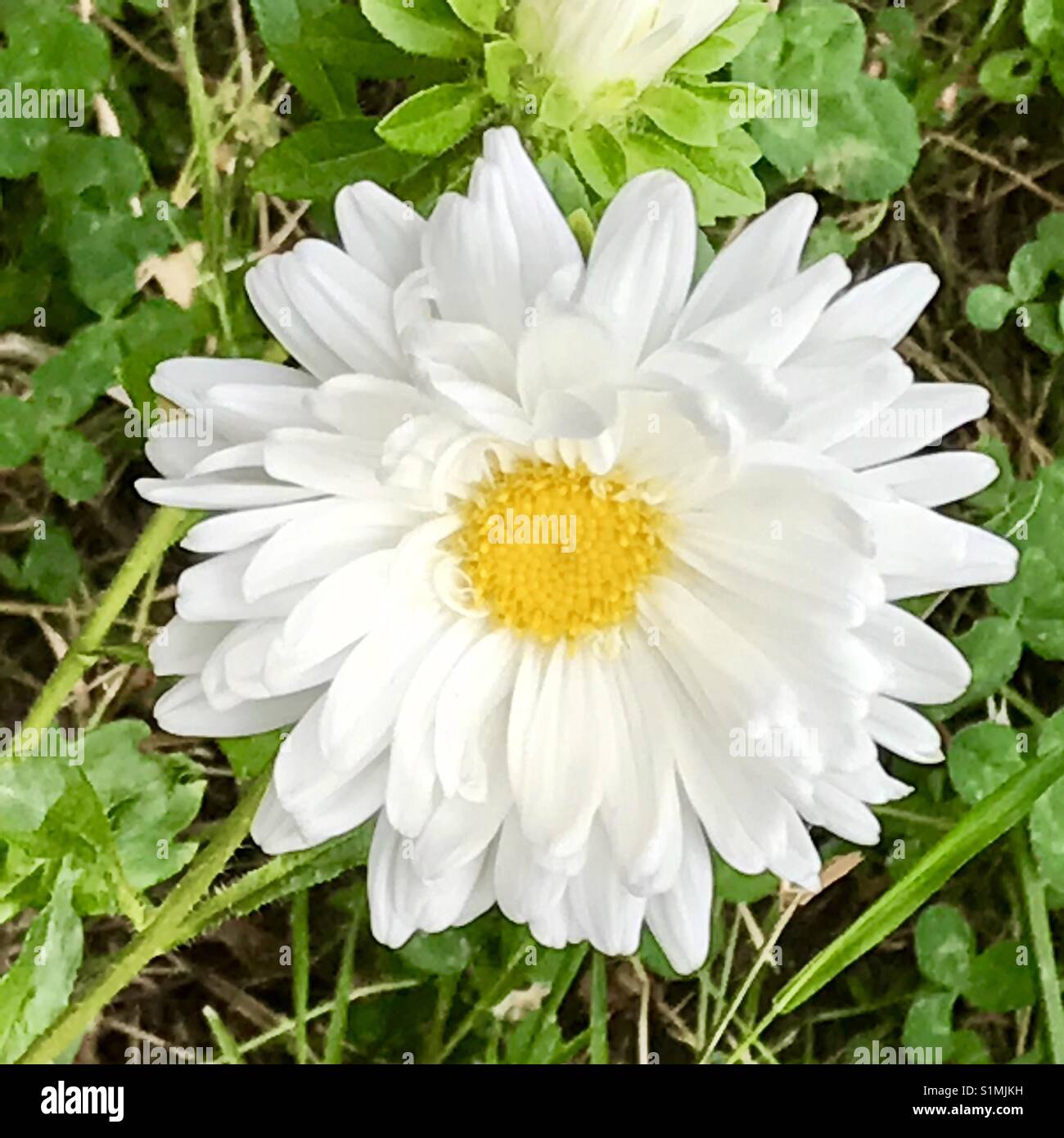 Daisy. Chiudere la vista. Foto Stock