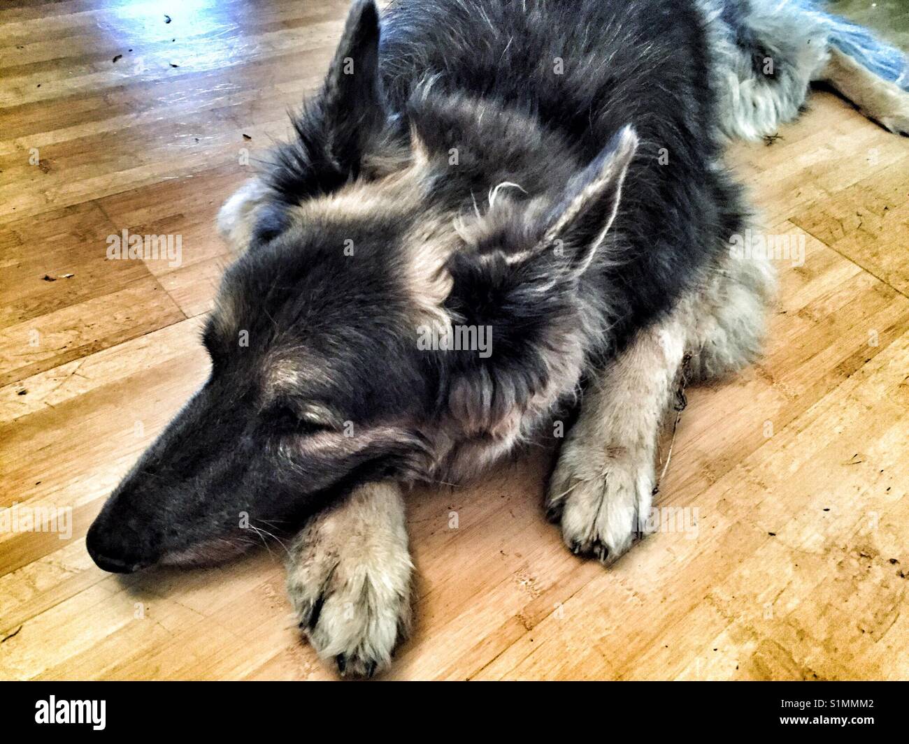 Cane anziano a sonnecchiare sul pavimento Foto Stock