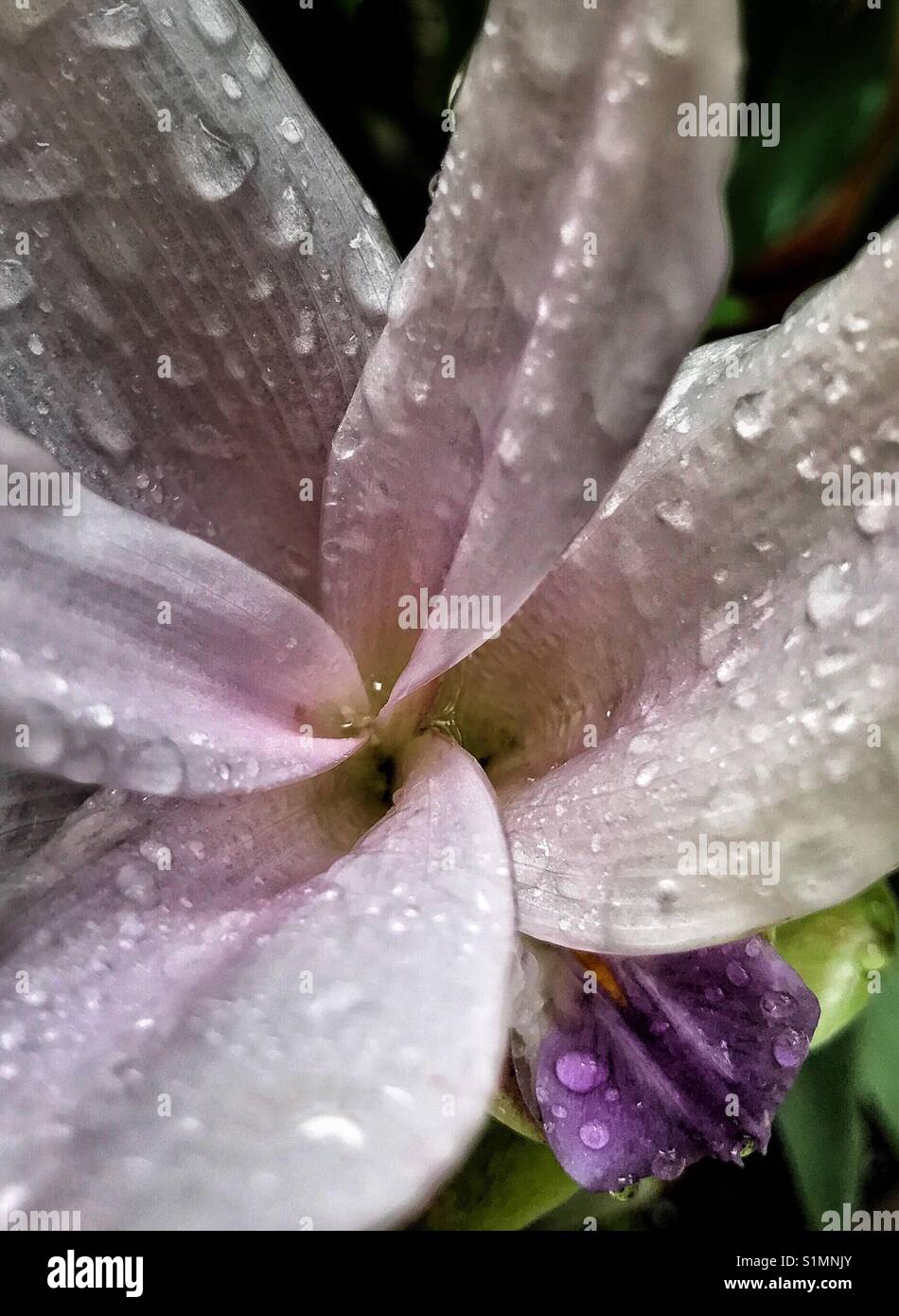 Gocce di pioggia sulla petali di Curcuma fiore ibrido - Immagine stock catturata con smartphone