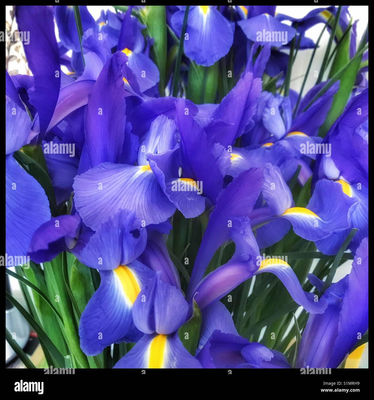 Iris blu fiori. - Immagine stock catturata con smartphone