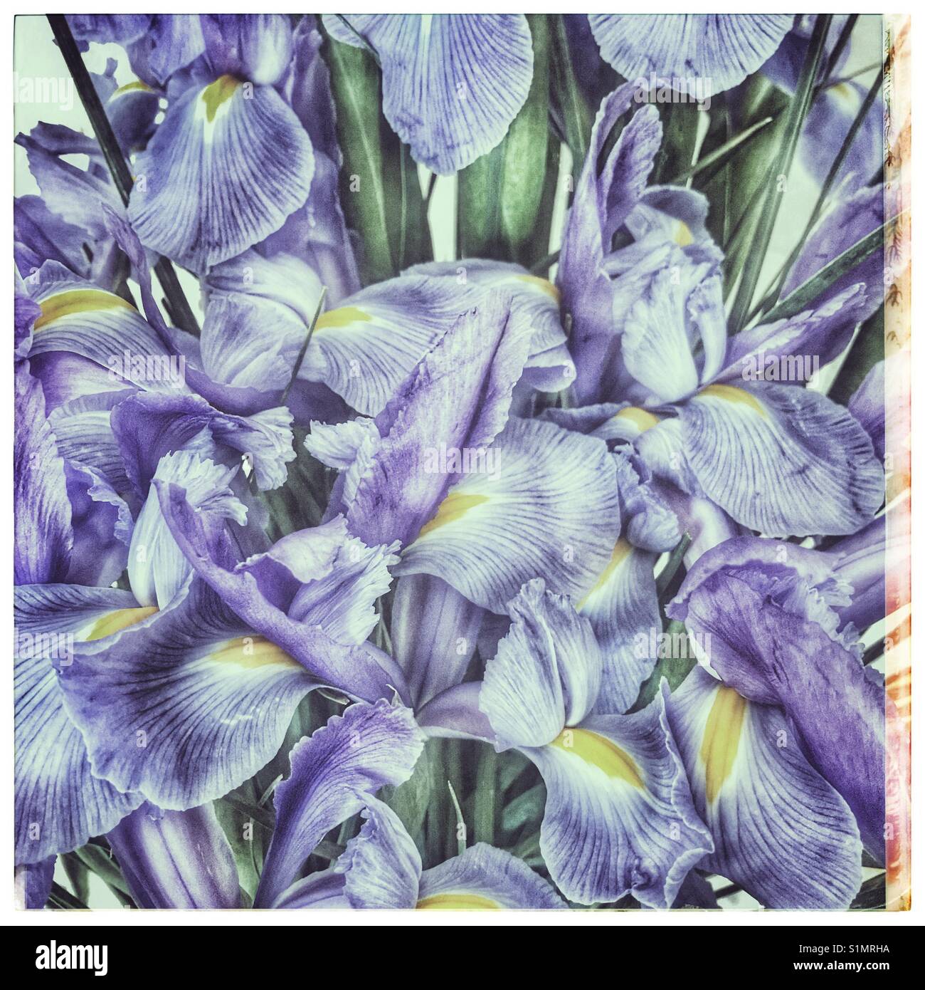 Iris blu fiori. - Immagine stock catturata con smartphone