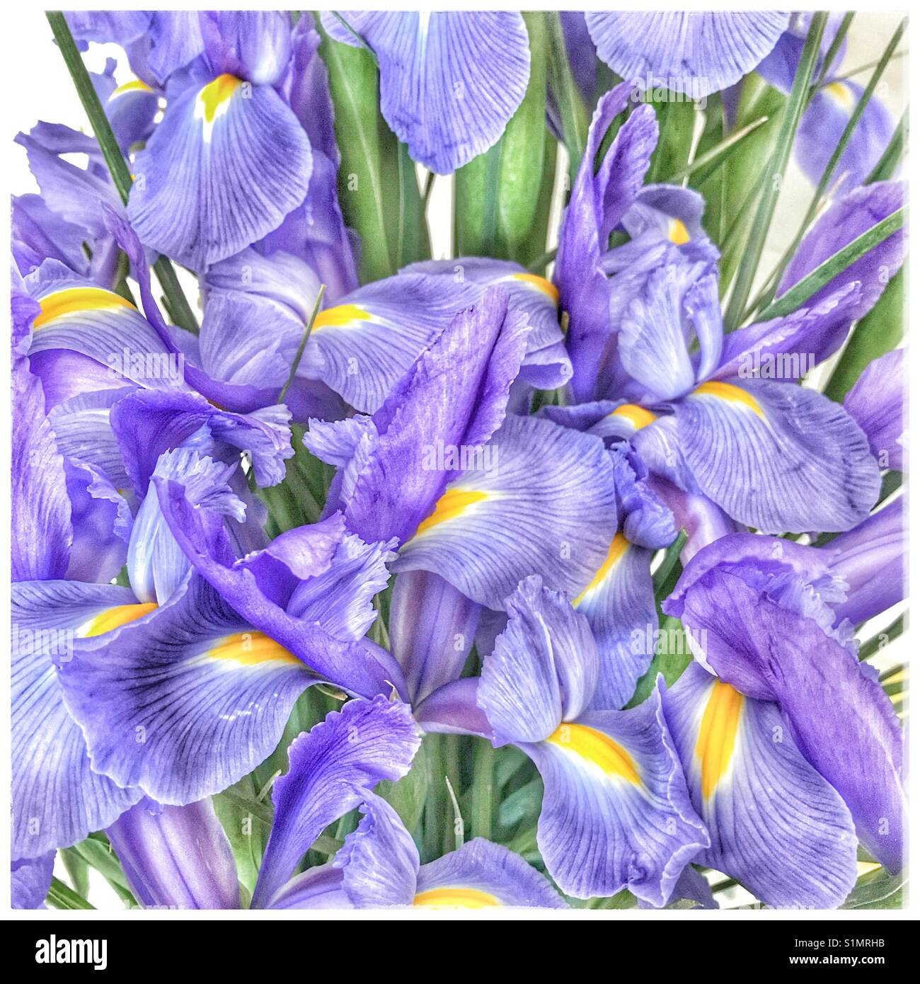 Iris blu fiori. - Immagine stock catturata con smartphone