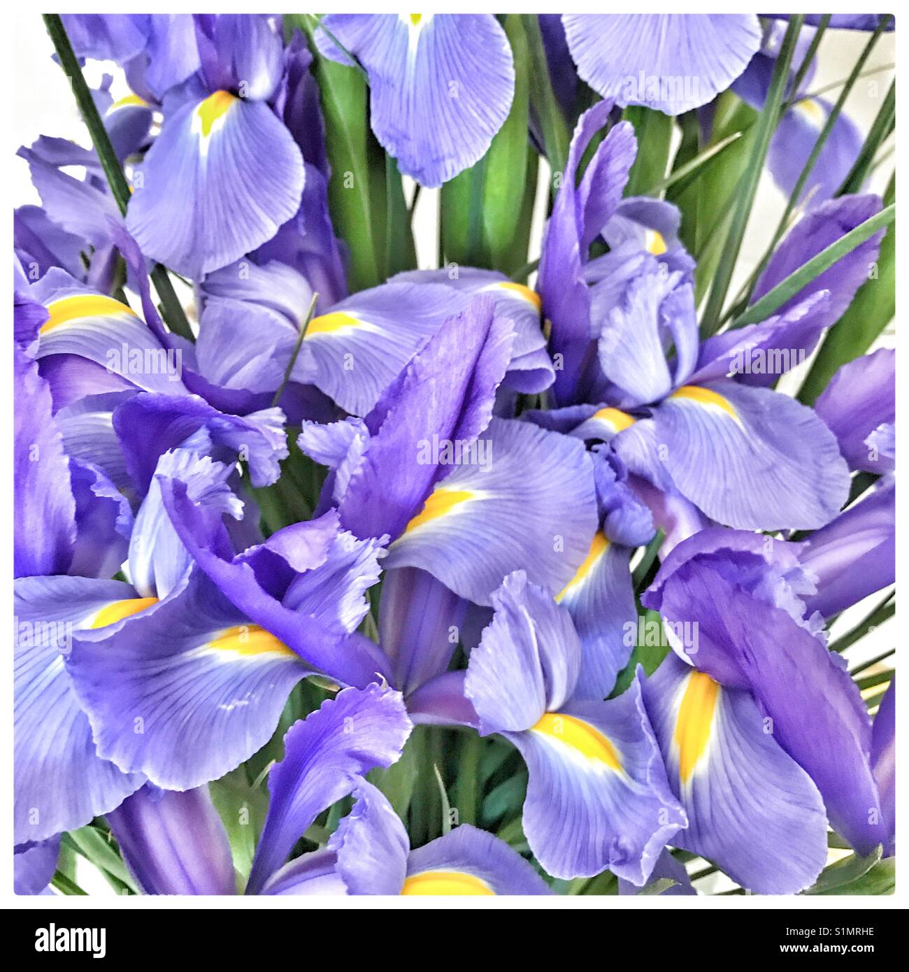 Iris blu fiori. - Immagine stock catturata con smartphone