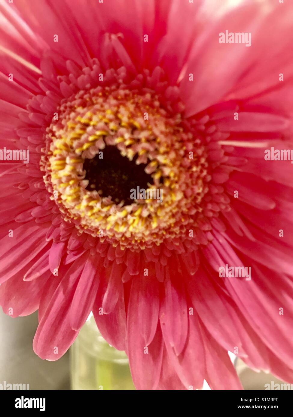 Fiore rosa. Chiudere la vista. Foto Stock