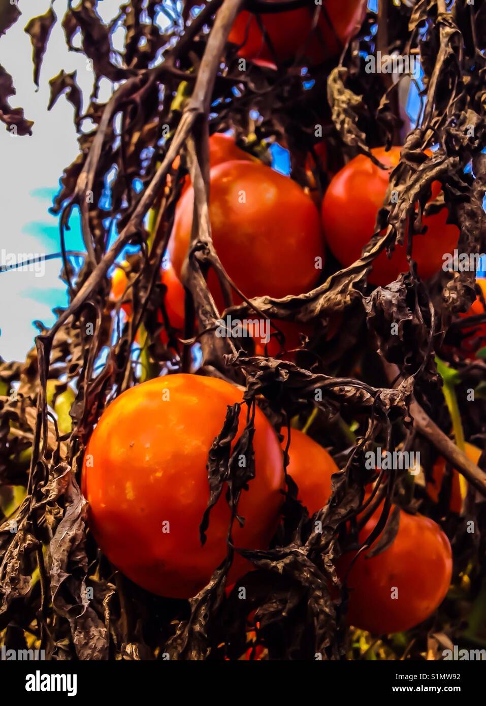 I pomodori nel campo- Carolina del Nord Foto Stock