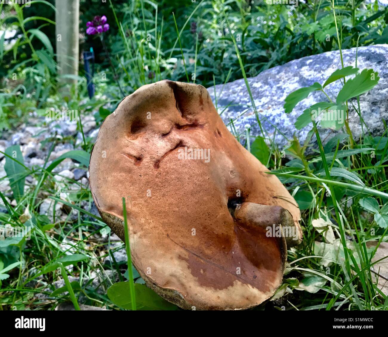 Wild divertente faccia fungo Foto Stock
