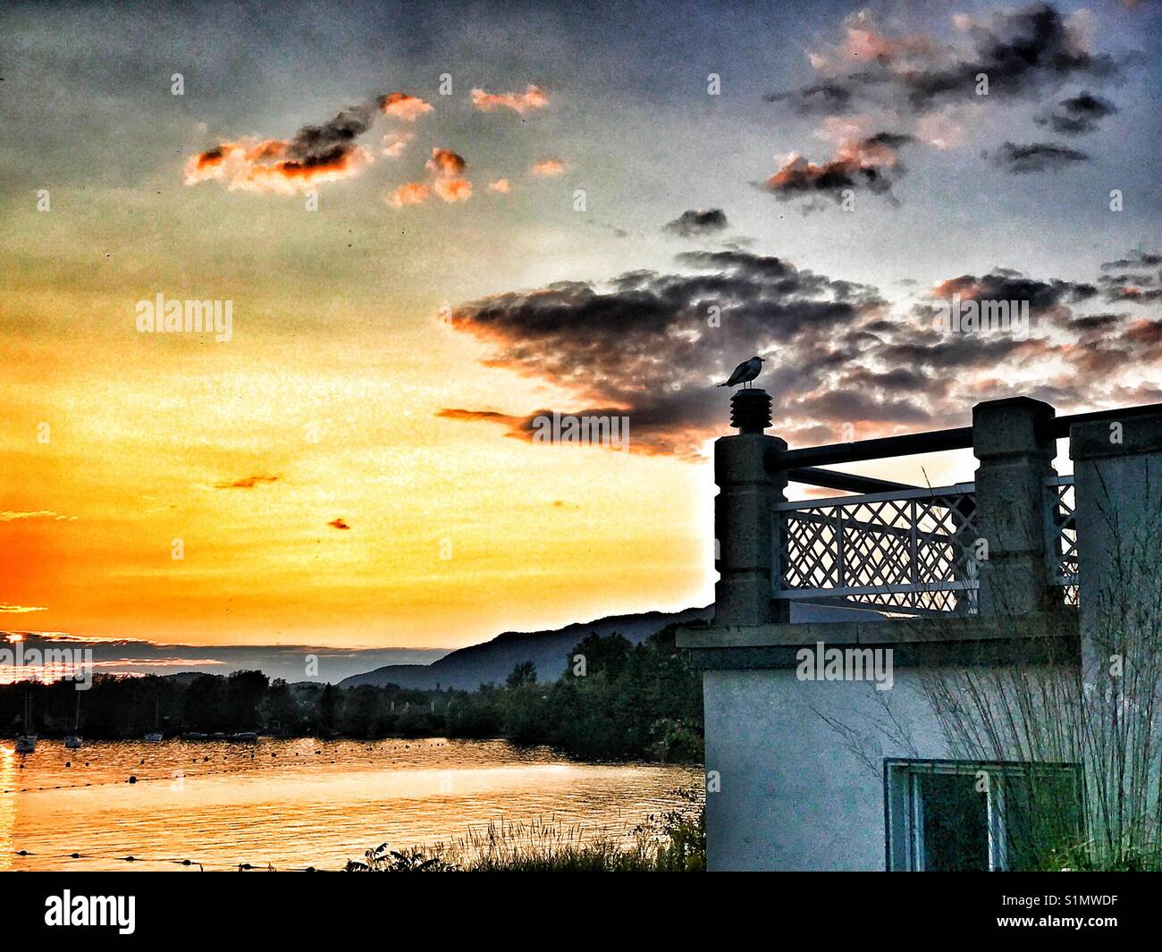Seagull al tramonto. Foto Stock