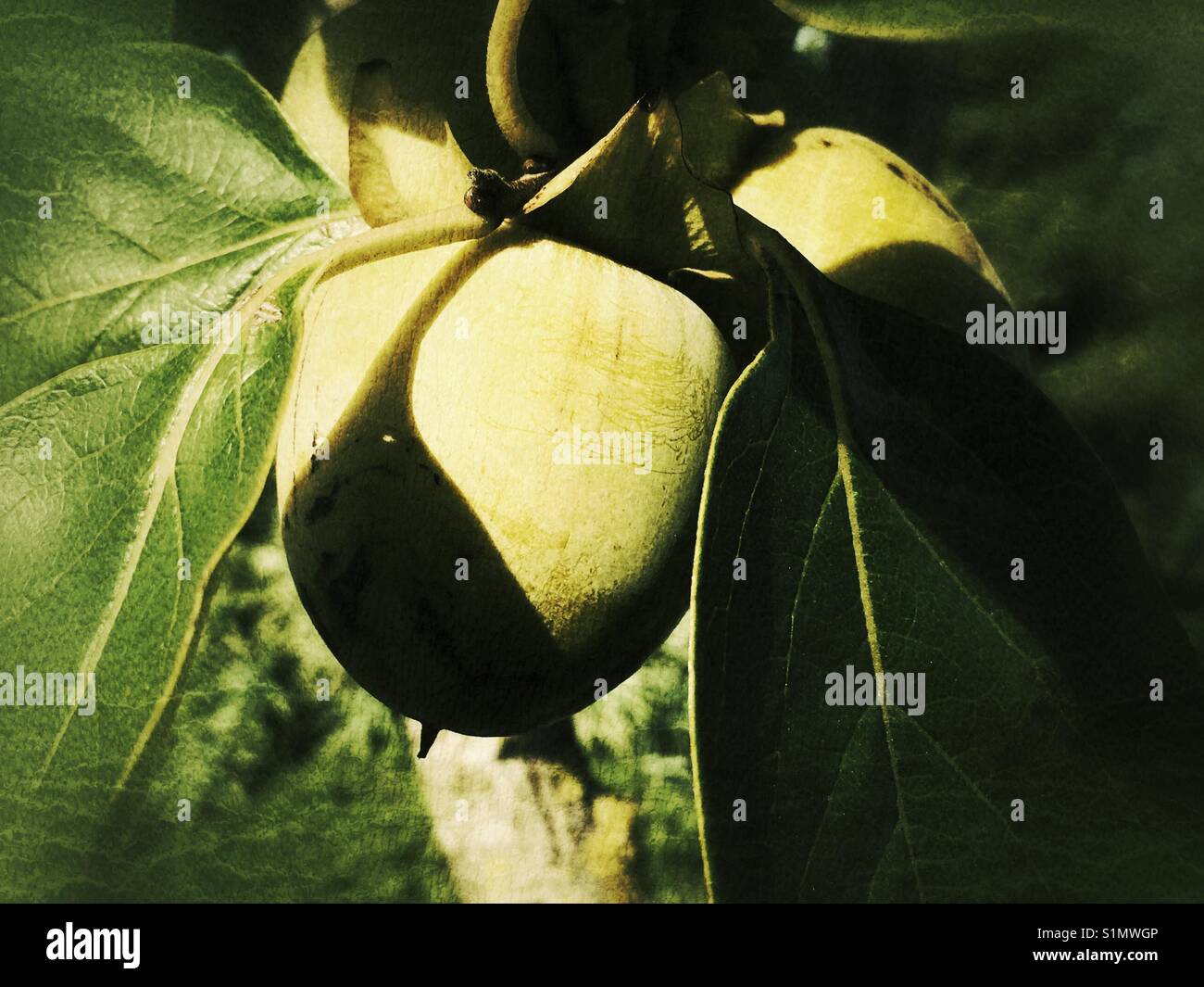 Persimmon la maturazione dei frutti su albero. Diospyros kaki, noto anche come kaki o frutto di Sharon. - Immagine stock catturata con smartphone