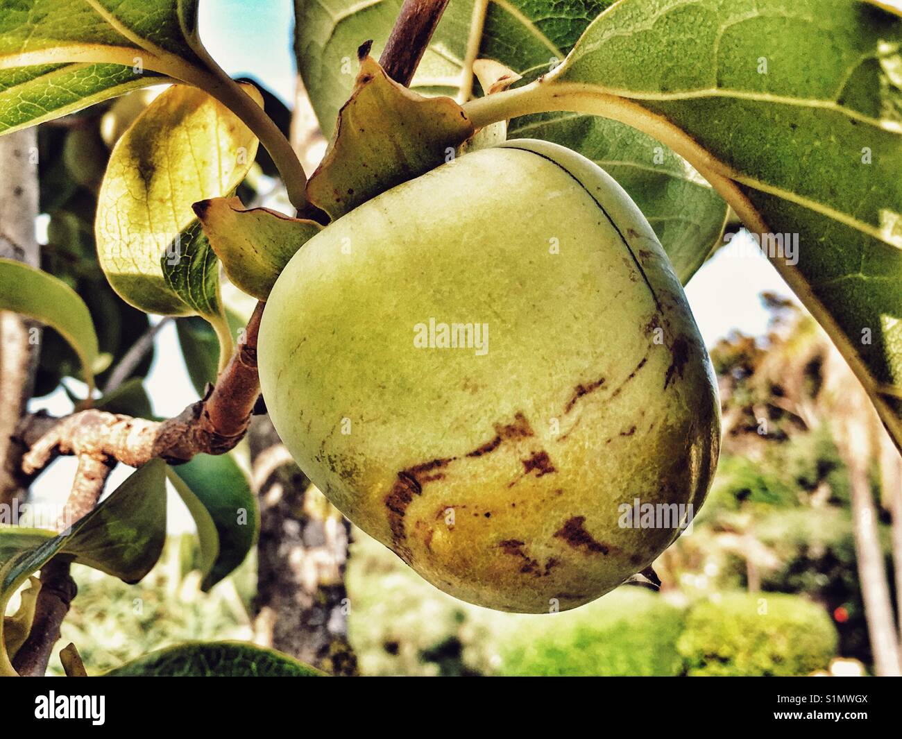 Persimmon la maturazione dei frutti su albero. Diospyros kaki, noto anche come kaki o frutto di Sharon. - Immagine stock catturata con smartphone