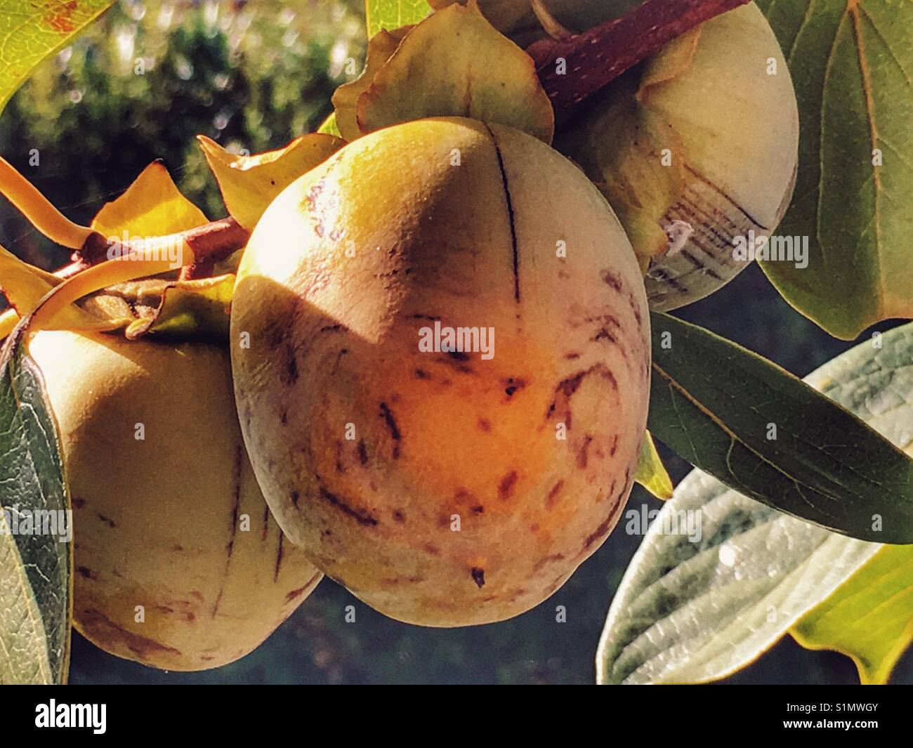 Persimmon la maturazione dei frutti su albero. Diospyros kaki, noto anche come kaki o frutto di Sharon. - Immagine stock catturata con smartphone