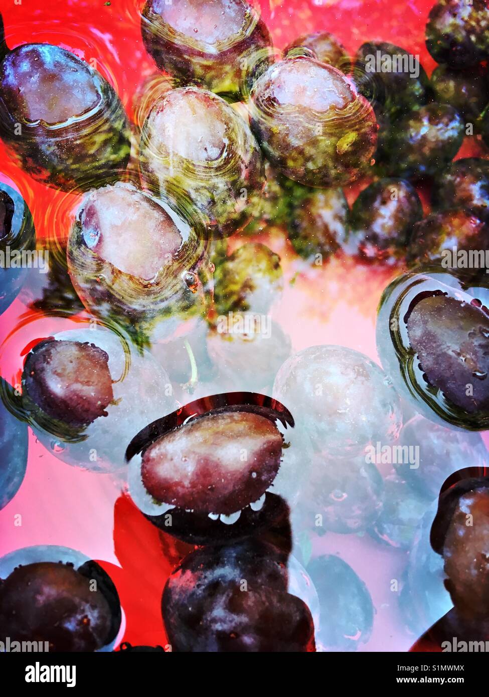 Le prugne in acqua ottenendo lavato - Immagine stock catturata con smartphone
