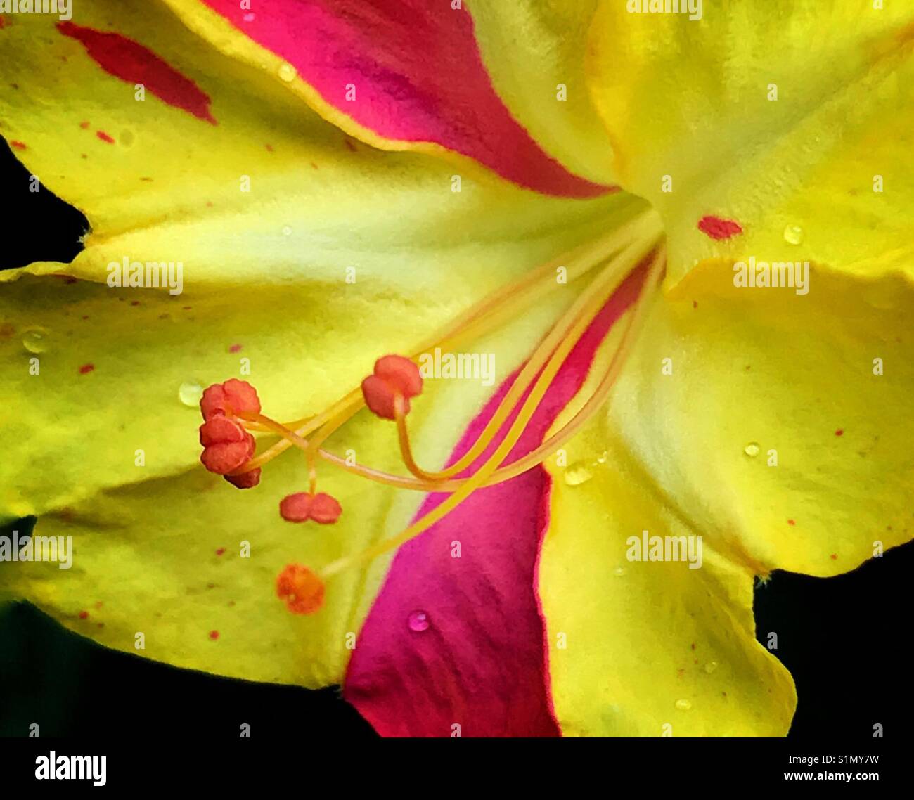 Quattro ore di macro di fiori, Mirabilis Jalapa Foto Stock