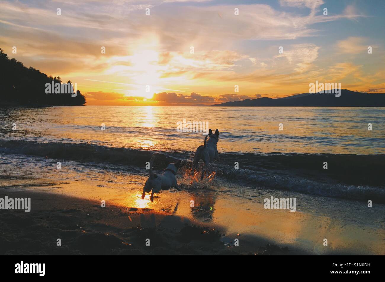 Due cani in esecuzione in acqua al tramonto. - Immagine stock catturata con smartphone