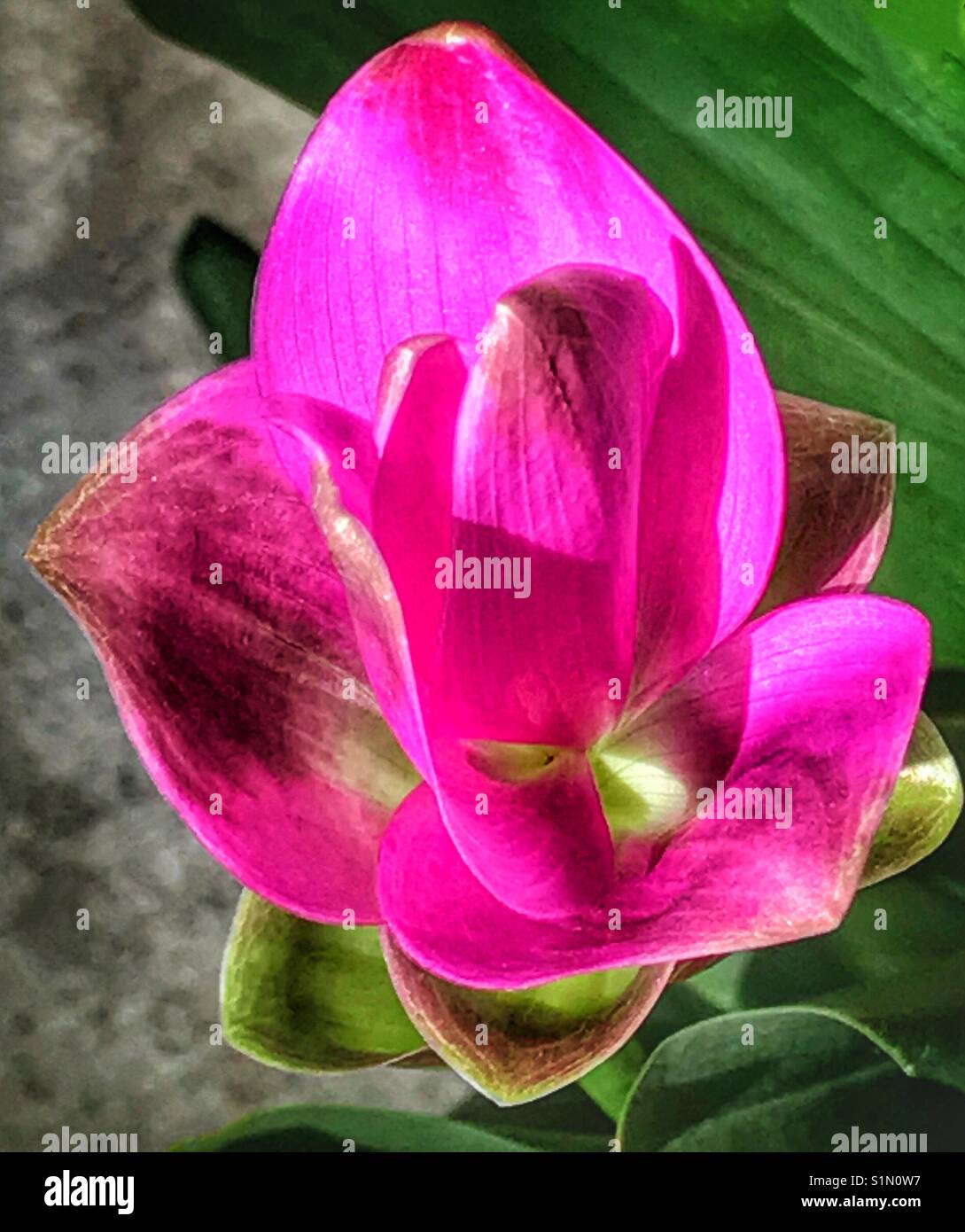 Curcuma hybrid in fiore nel pomeriggio la luce del sole - Immagine stock catturata con smartphone