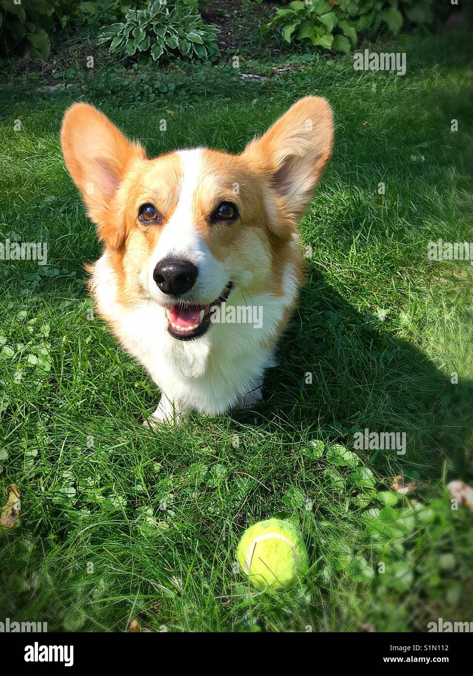 Un simpatico corgi sorridente in erba con una palla da tennis. Foto Stock
