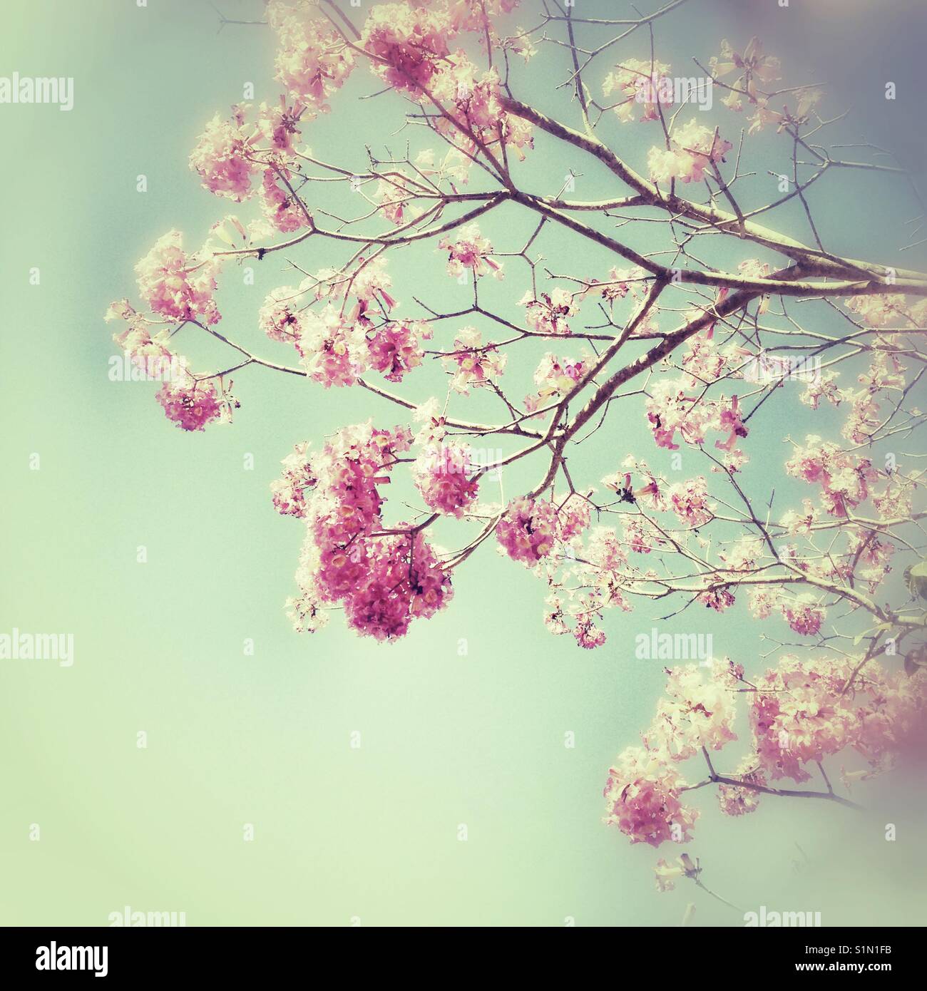 Fairy floss fiorisce e cieli turchese, molla, iPhone pic, albero in fiore, lieve effetto grunge. Foto Stock