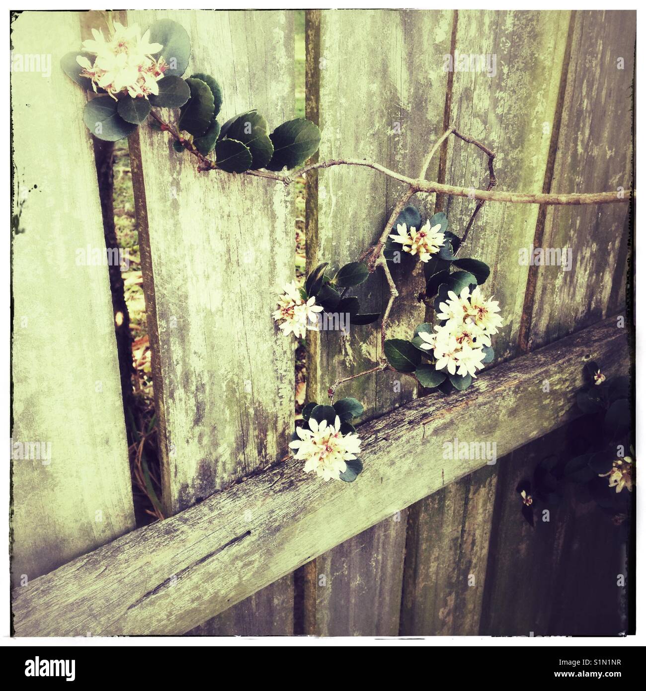 "Questo lato della barricata' iPhone foto, bianco ramo floreale, decorare un recinto, filtrato e effetti grunge Foto Stock