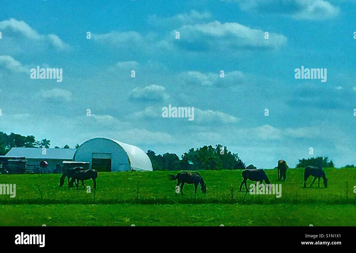 🎧Home, Home sulla gamma 🎧 esiste davvero, cavalli pascolano sulla prateria piatta terra, Minnesota Foto Stock