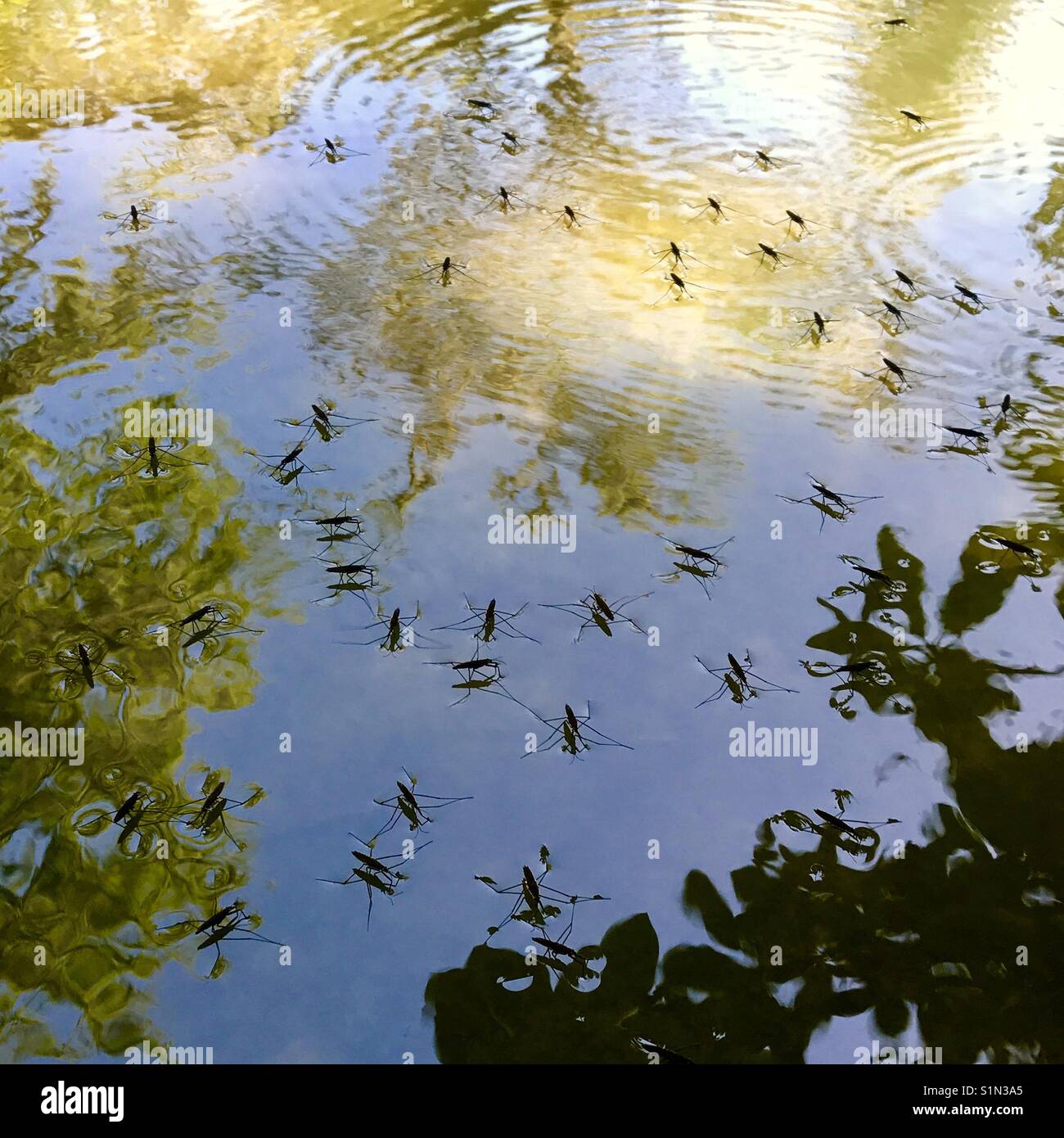 Acqua striders su stagno, Seattle Foto Stock