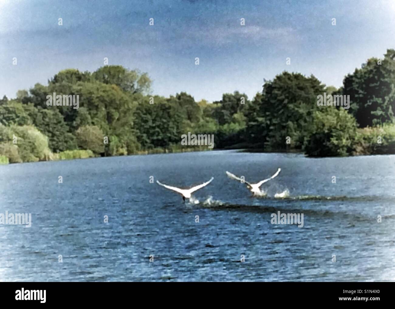 Due cigni in decollo a Lackford laghi in Bury St Edmunds, Suffolk Foto Stock