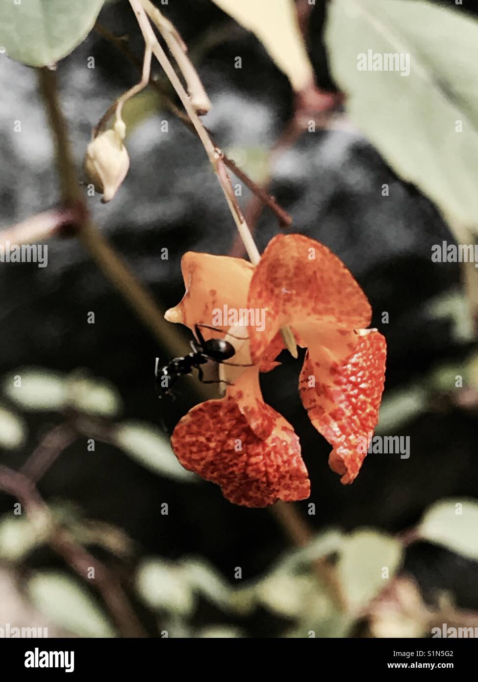 Ant su fiore fiorisce in Smoky Mountains National Park. Primo piano Foto Stock