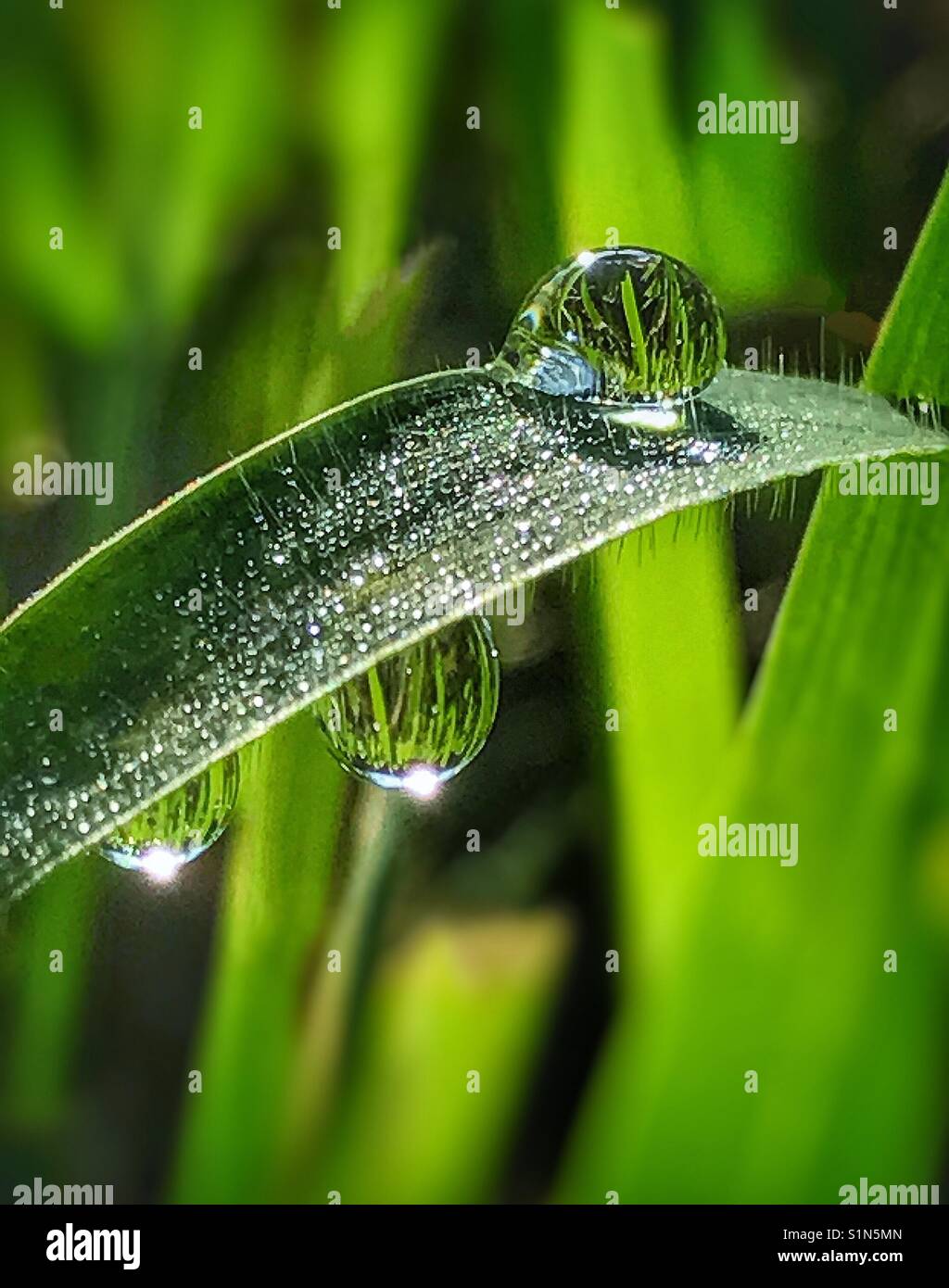 Gocce di rugiada su una lama di erba Foto Stock