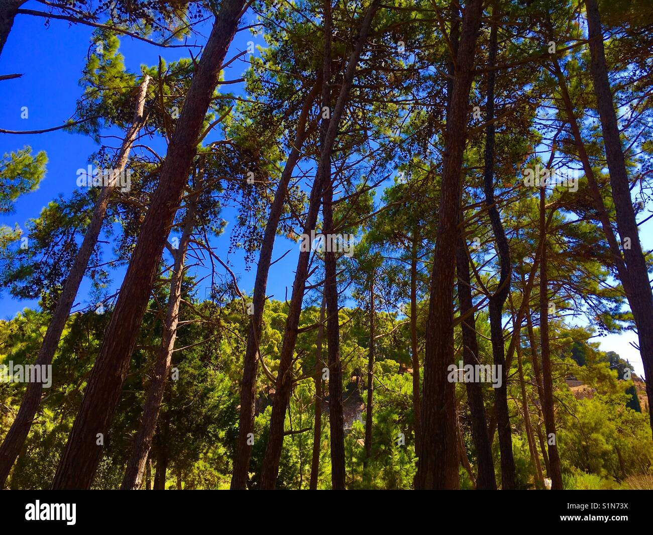 Alberi di pino di fronte Argostoll sull'isola di Cefalonia in Grecia - Immagine stock catturata con smartphone