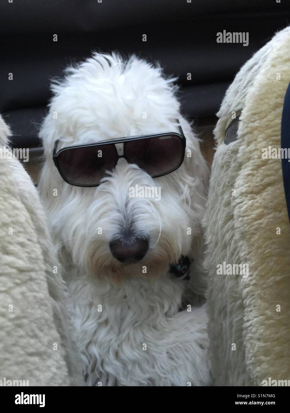 Cane bianco sul sedile posteriore di un auto oldtimer, cercando tra i sedili anteriori, cabriolet, Fiat Spider, indossando occhiali da sole Foto Stock