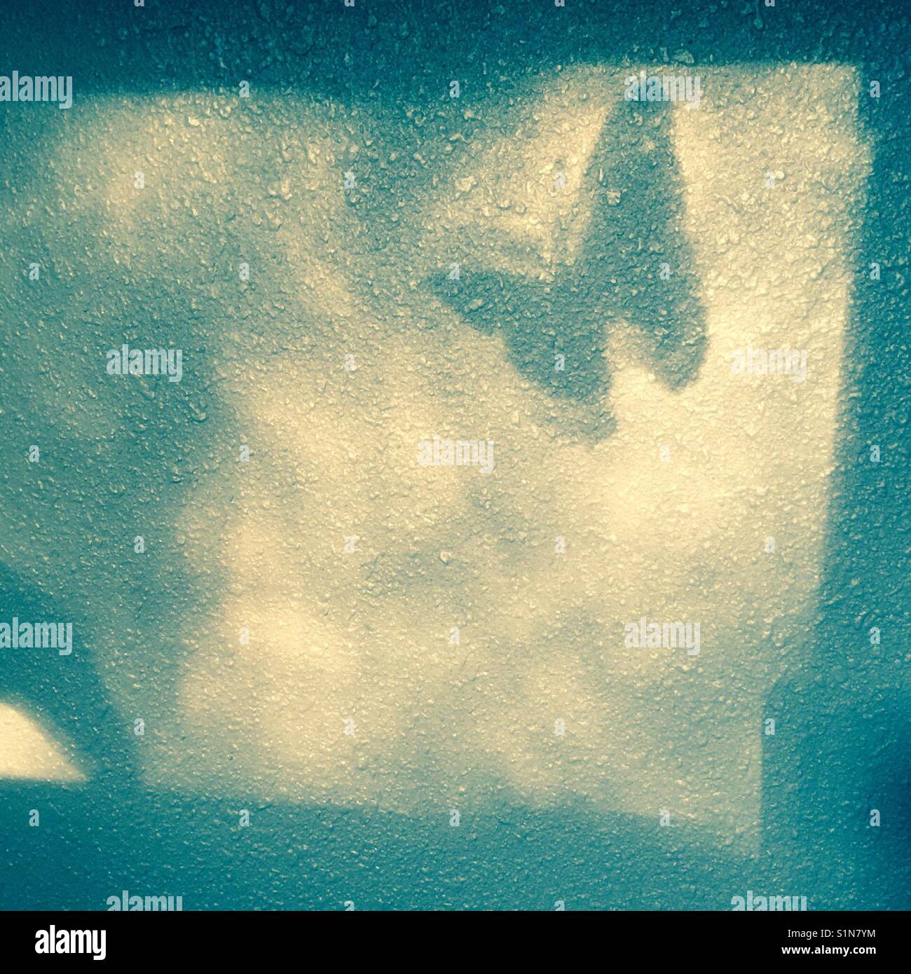Butterfly ombra proiettata sulla parete interna dalla finestra opposta. - Immagine stock catturata con smartphone