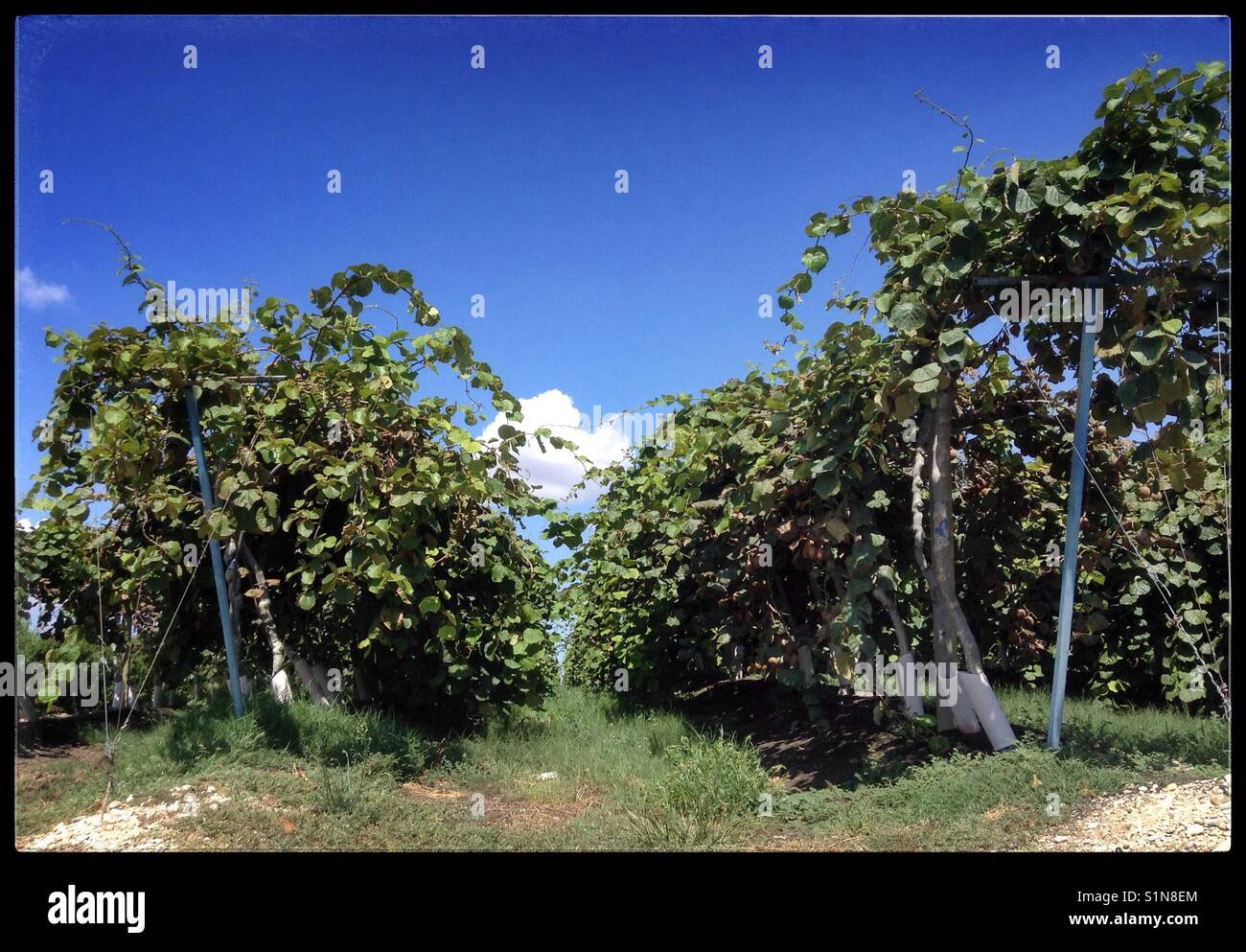 La piantagione di kiwi vicino Flix, Catalogna, Spagna Foto Stock