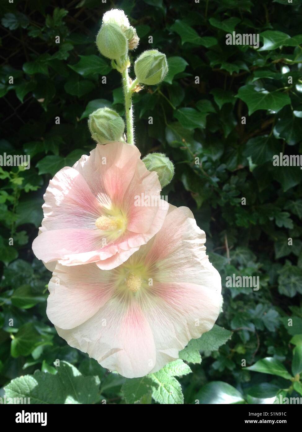 Rosa pallido hollyhock blumi e ancora per aprire le gemme. Foto Stock