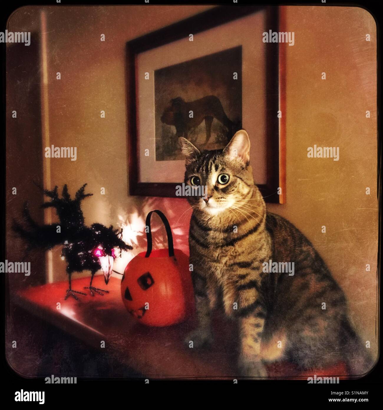 Halloween kitty - Immagine stock catturata con smartphone