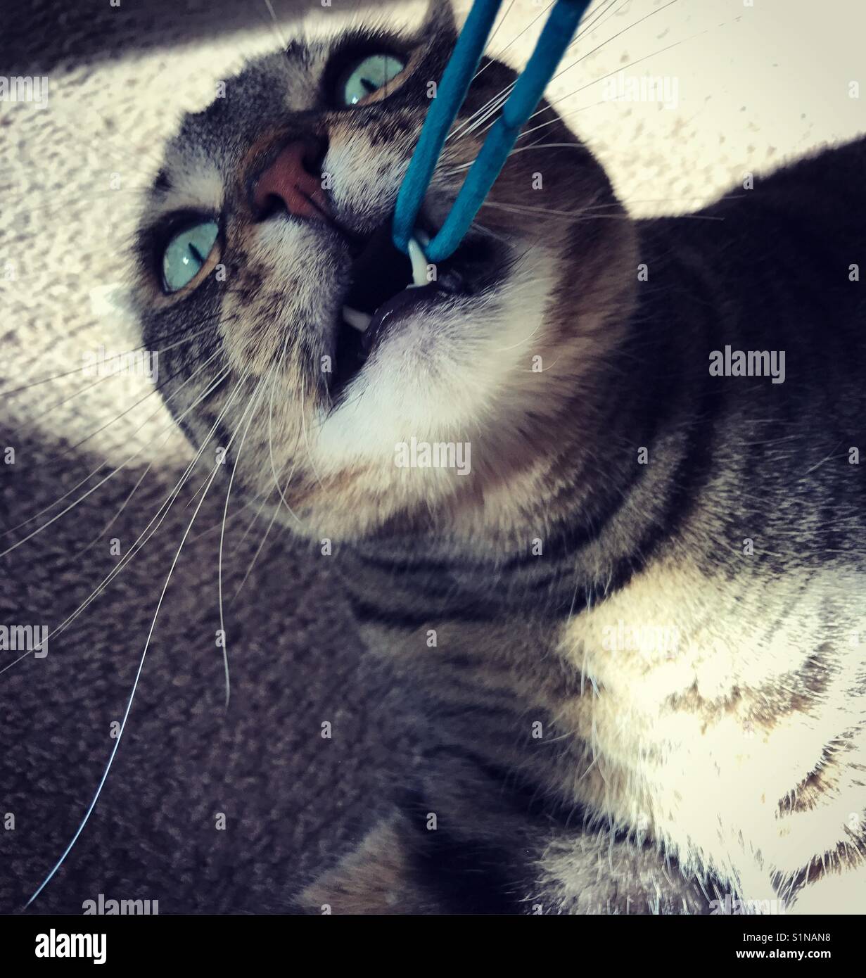 Gatto di pesca Foto Stock