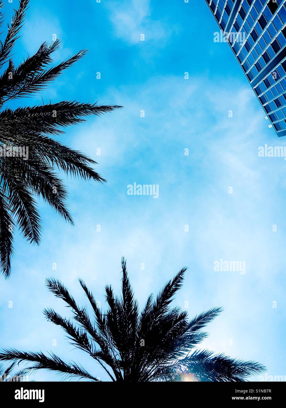 Tropici urbani - Immagine stock catturata con smartphone