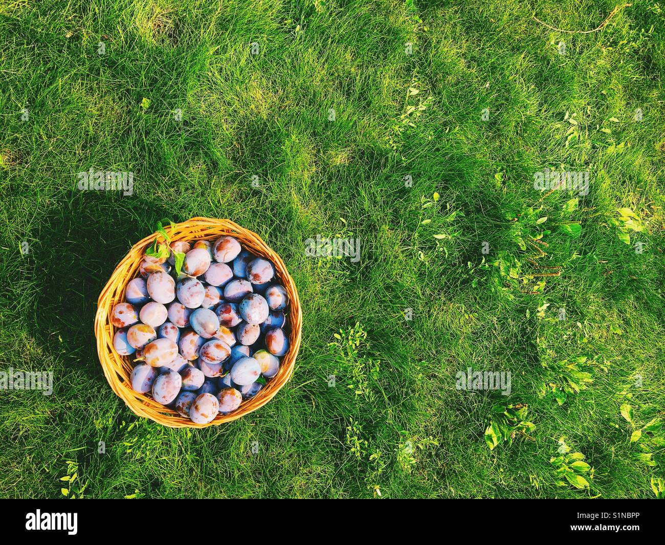 Appena raccolto di potare le prugne in un cesto di vimini seduti sul prato verde. Camera per copia. Foto Stock