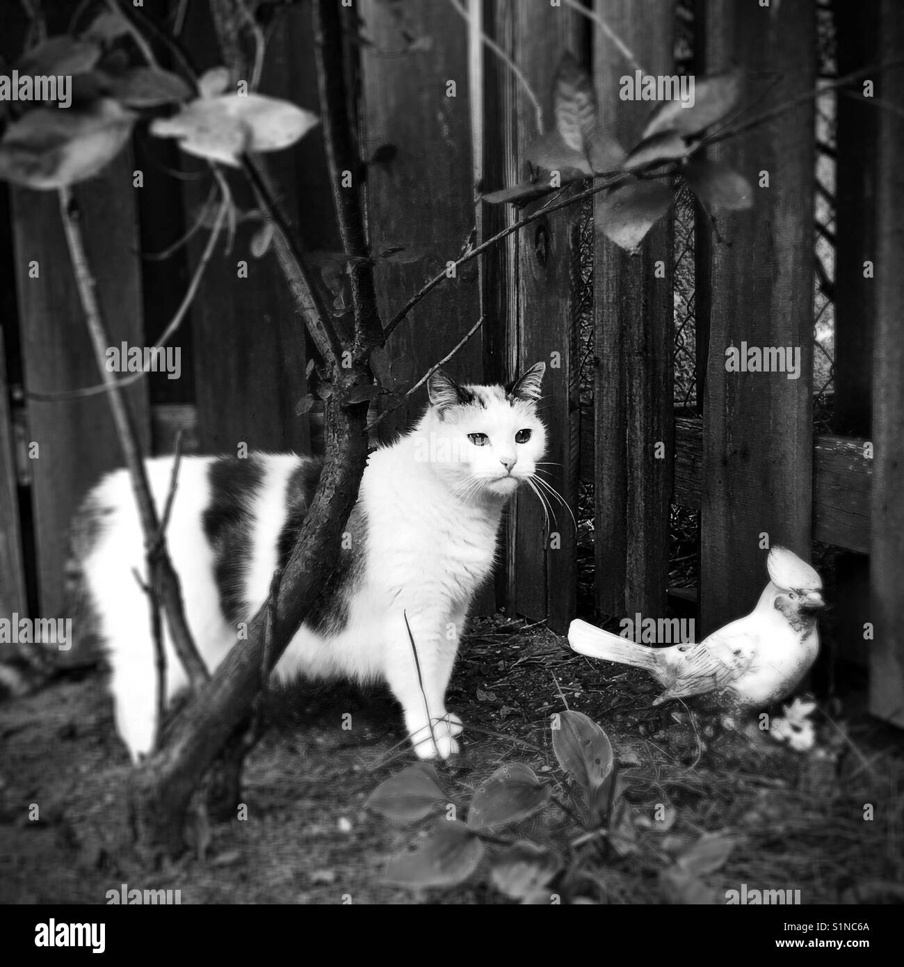 Uccello per il gatto Foto e Immagini Stock in Bianco e Nero - Alamy